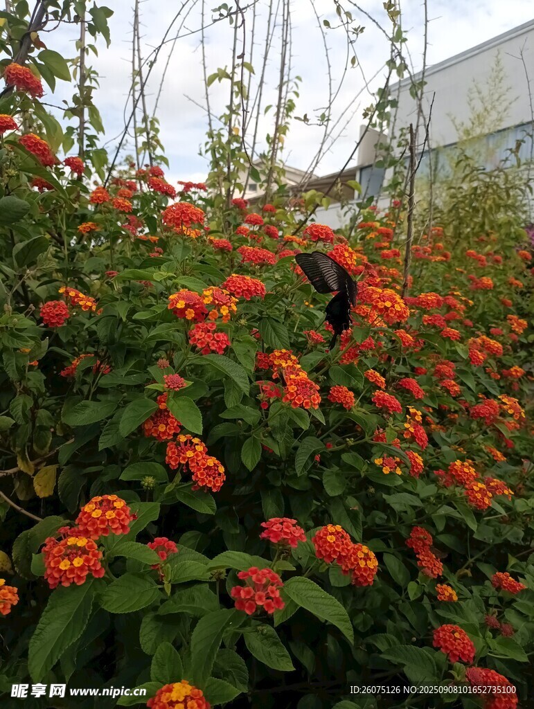 花丛中忙碌的鸟儿