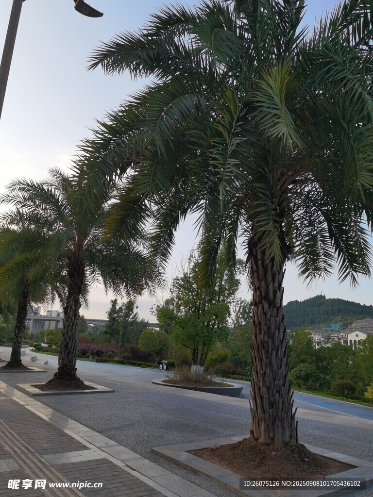 街道边的高大棕榈树