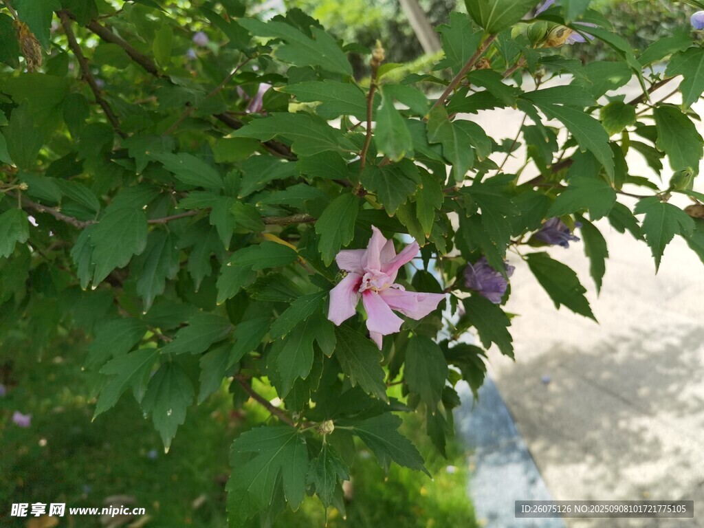绿叶丛中绽放的粉色花朵