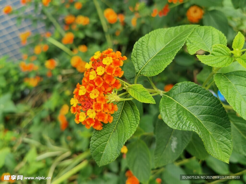 鲜艳橘色花朵与绿叶