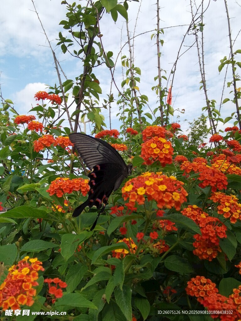 蝶舞花丛间