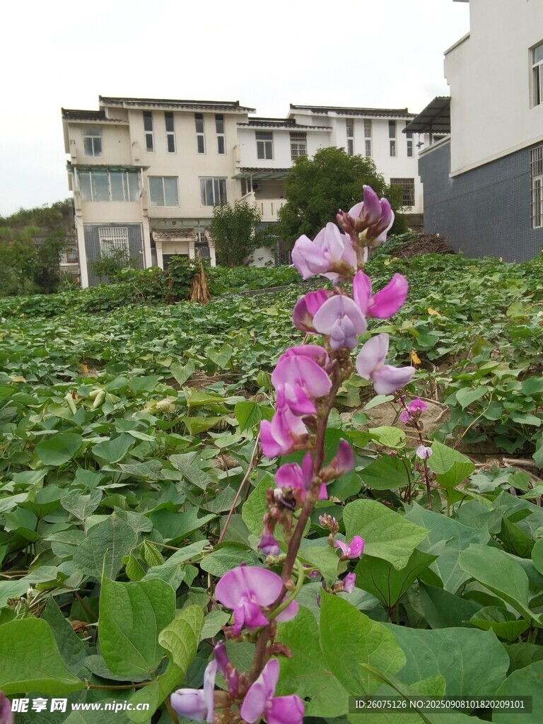 田园中绽放的娇艳紫花