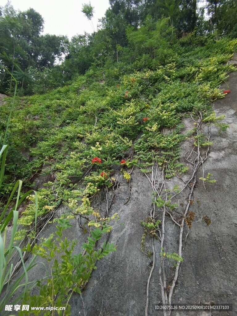 崖壁上的繁茂绿植