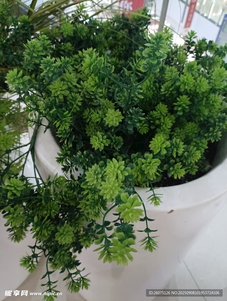 白色花盆中的翠绿仿真植物