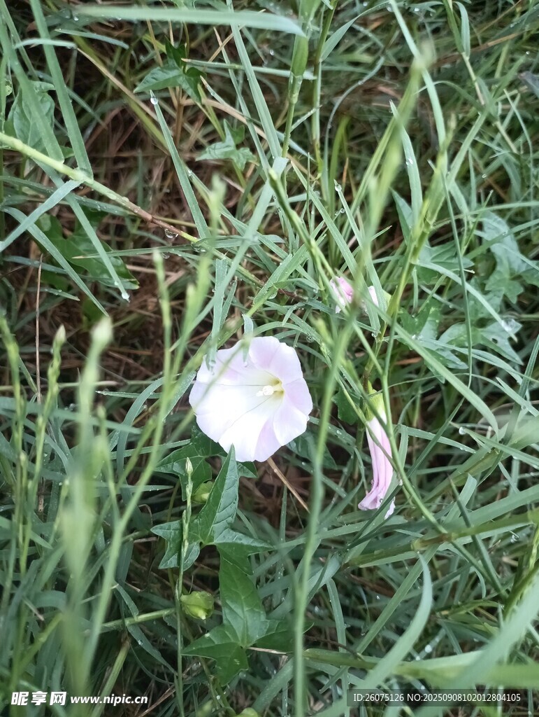 草丛中的白色牵牛花