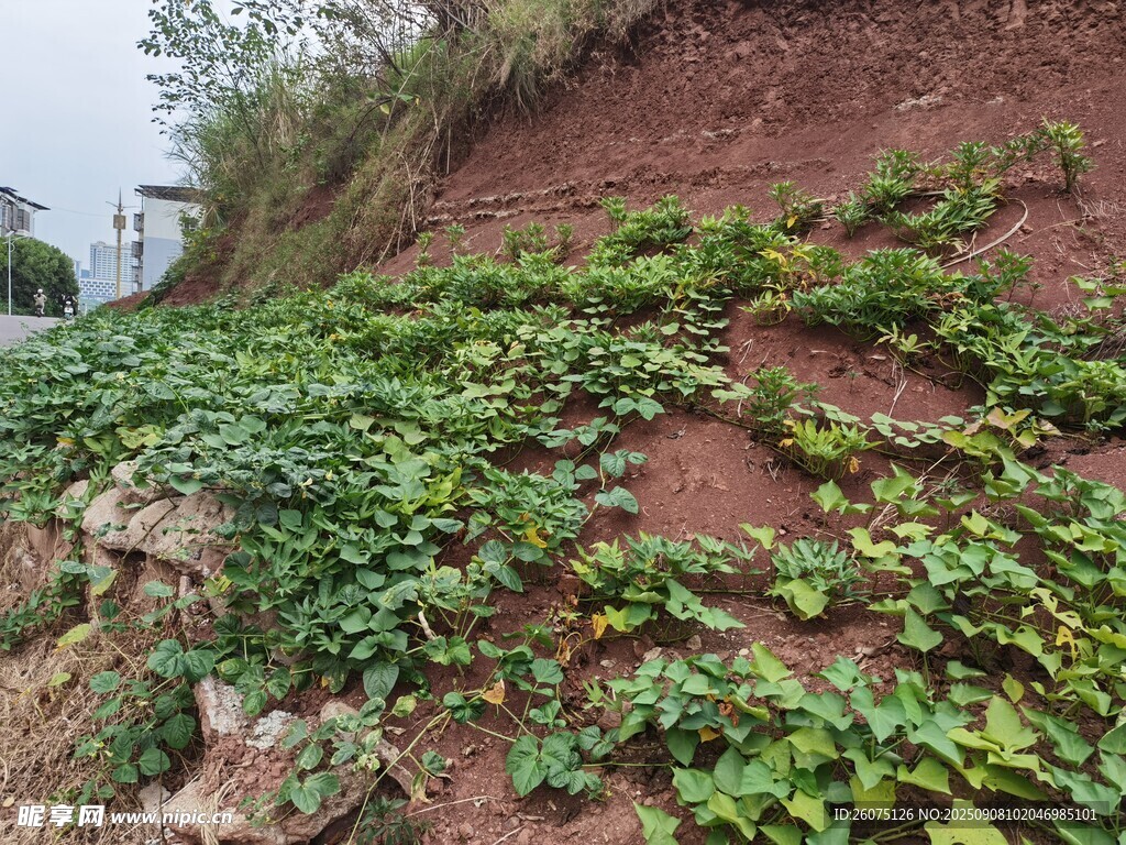 山坡上繁茂的绿色植物