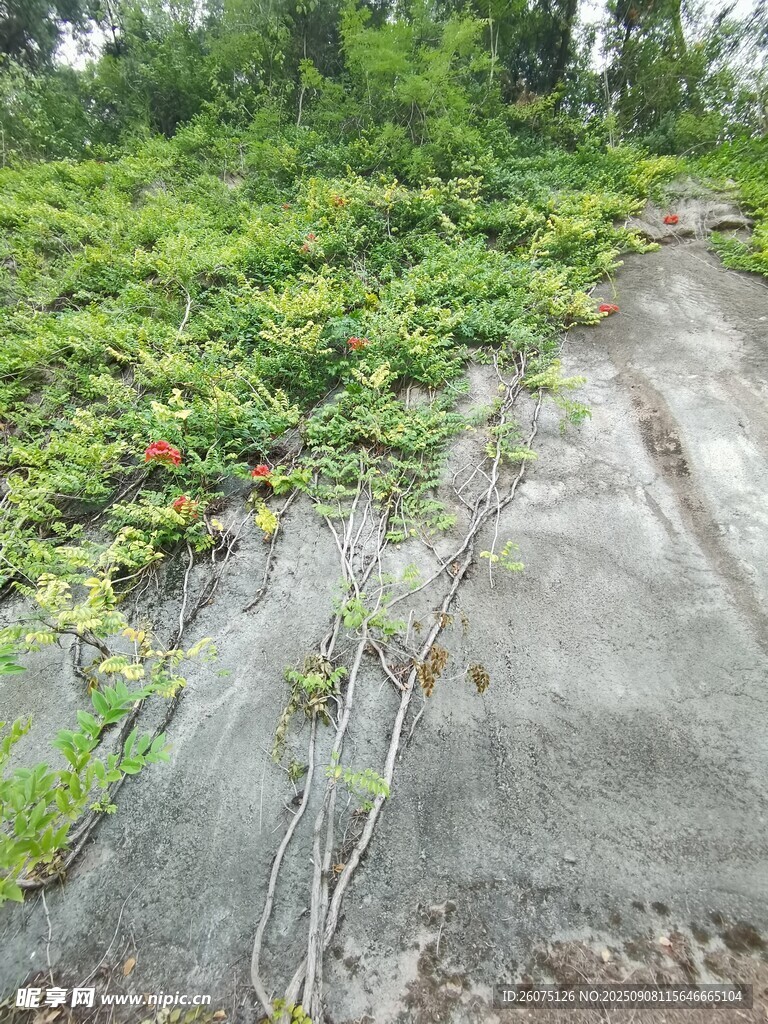 山坡绿植覆盖的岩石景观