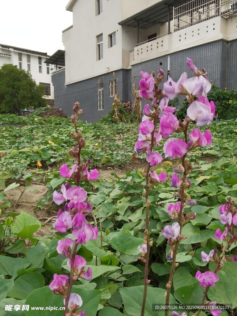 庭院中绽放的美丽粉花