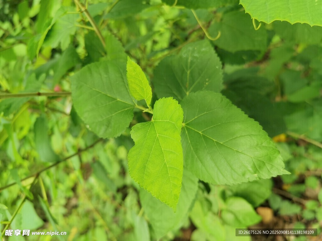 嫩绿叶片展现生机