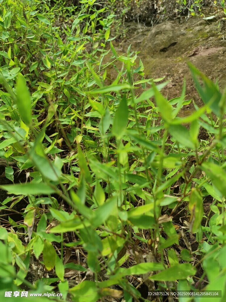 繁茂绿植景观