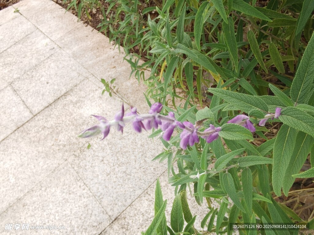 路边绽放的紫色花卉