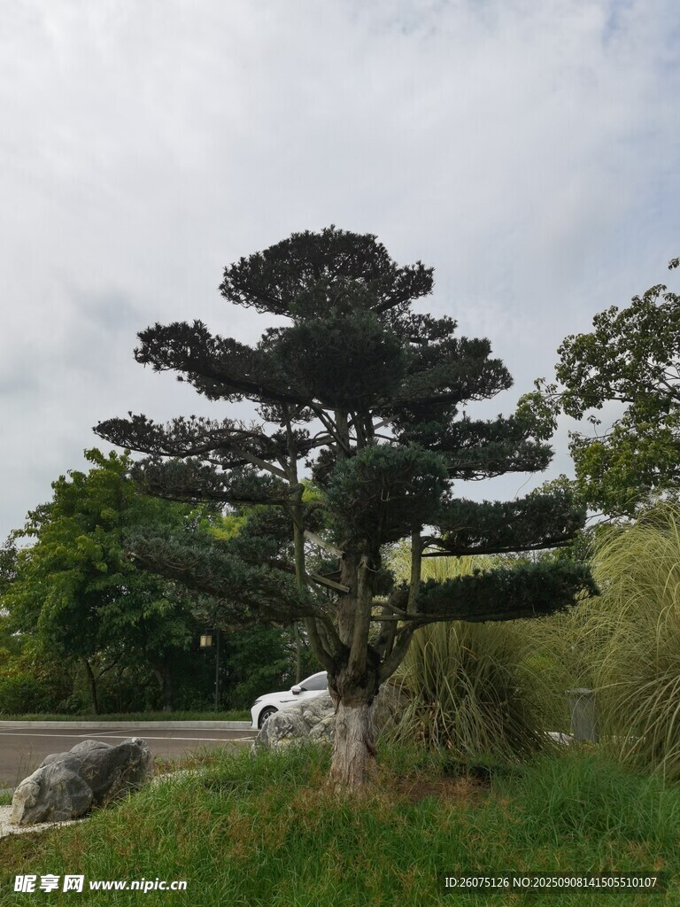 造型独特的景观松树