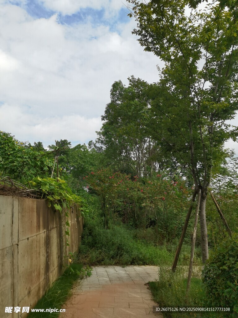 林间小径自然静谧之景