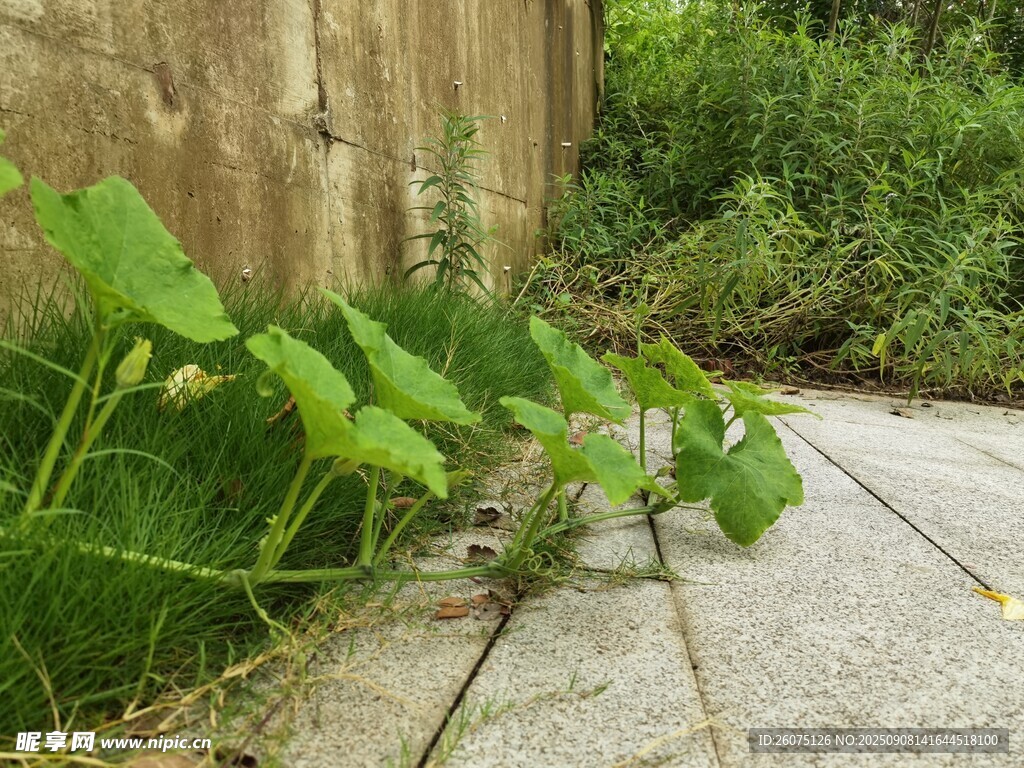 墙边生长的翠绿植物