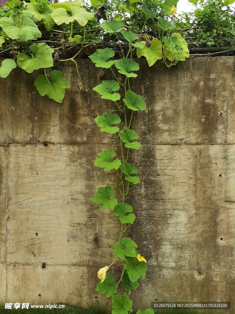 藤蔓攀爬老旧水泥墙