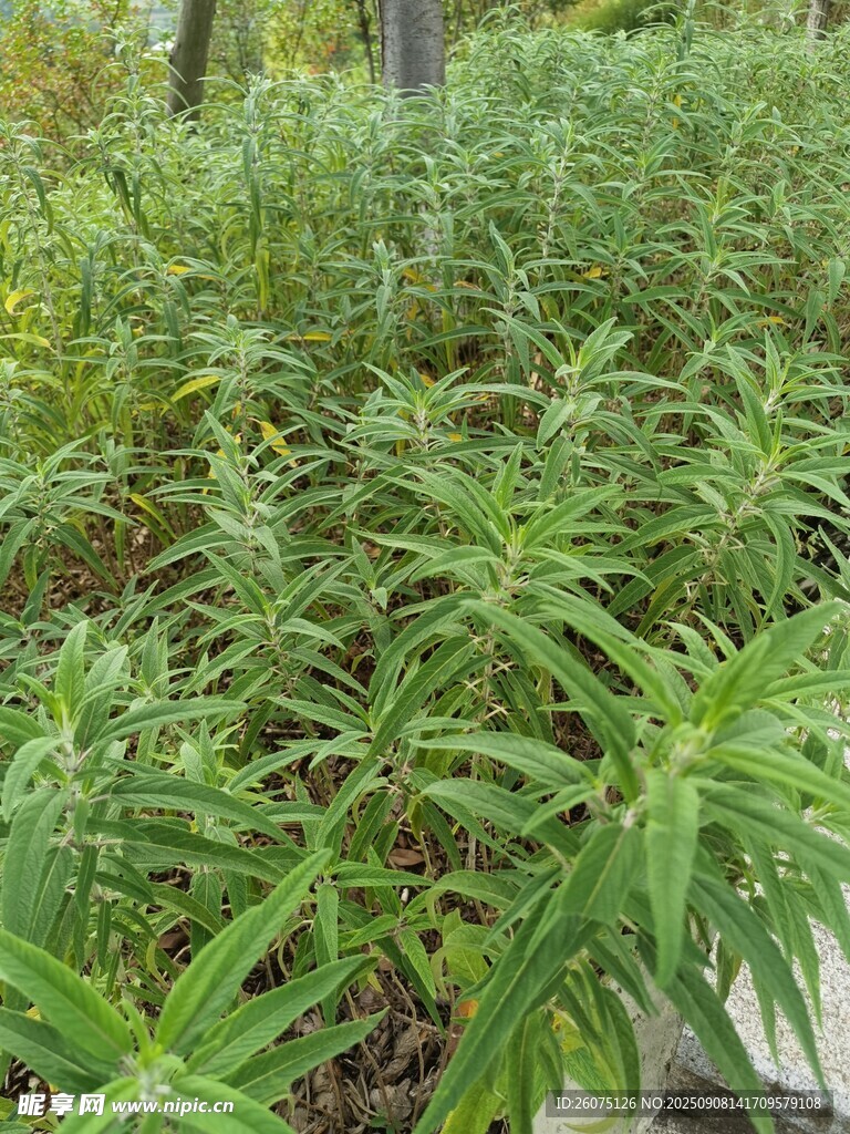 茂密绿植景观