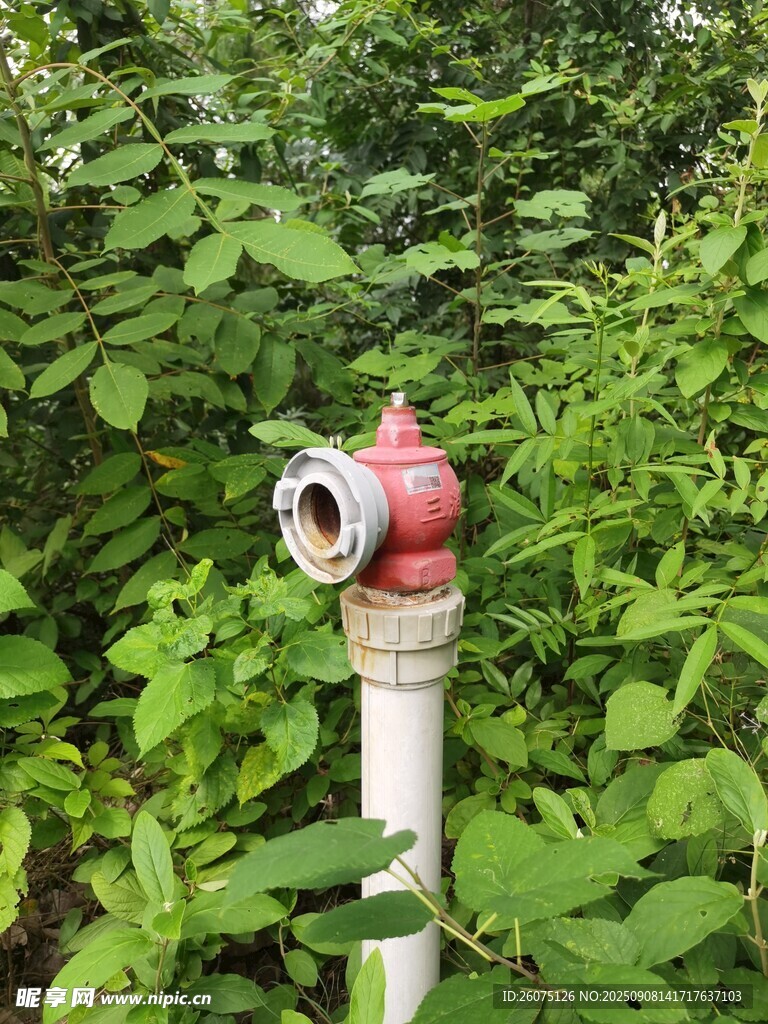 草丛中的红色消防栓