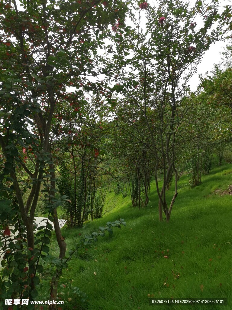 绿意盎然的林间草地