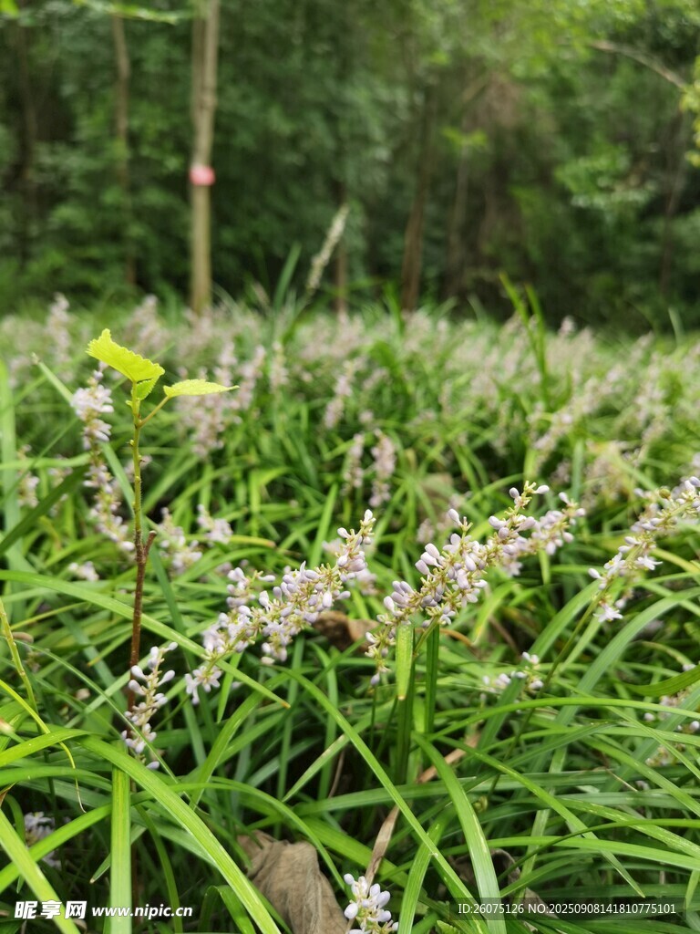 翠绿草丛中的白色麦冬花