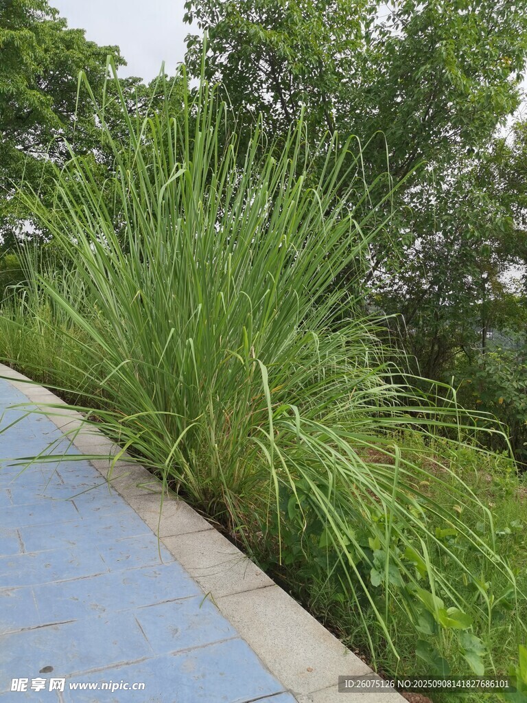 路边茂盛的绿色草丛