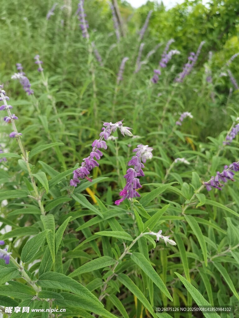紫色花丛中的美丽植物