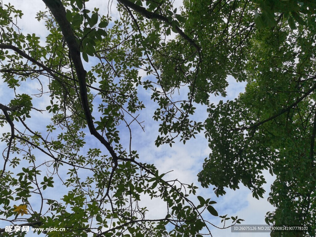 仰视繁茂枝叶与蓝天