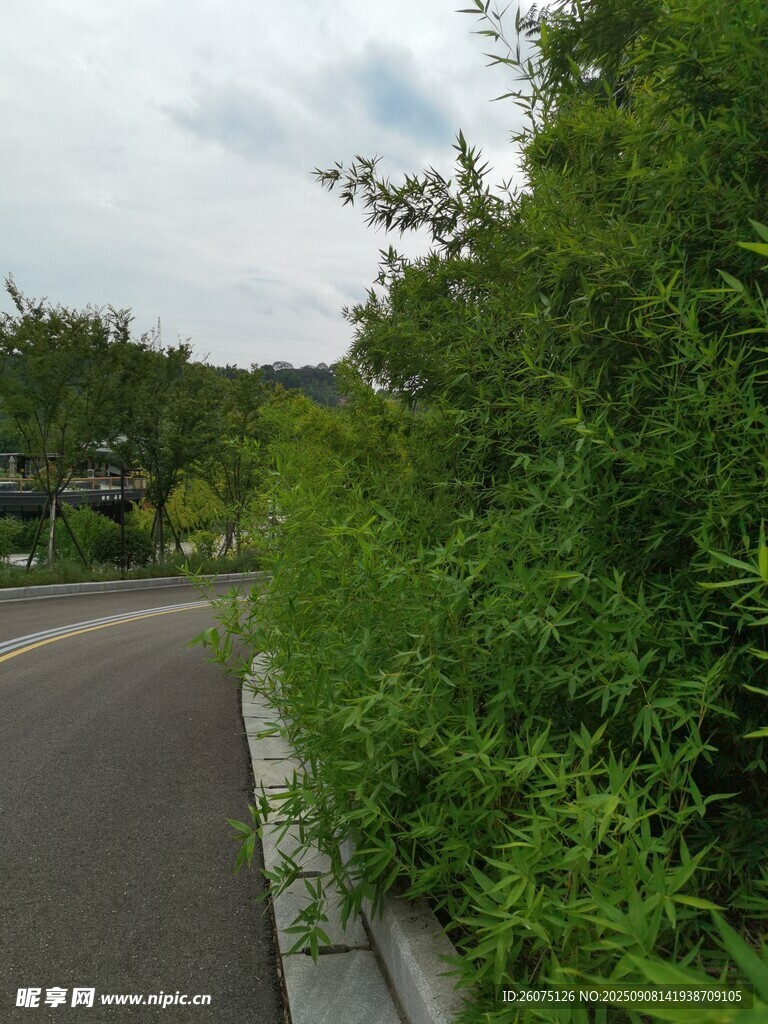 蜿蜒路旁绿意盎然的植被