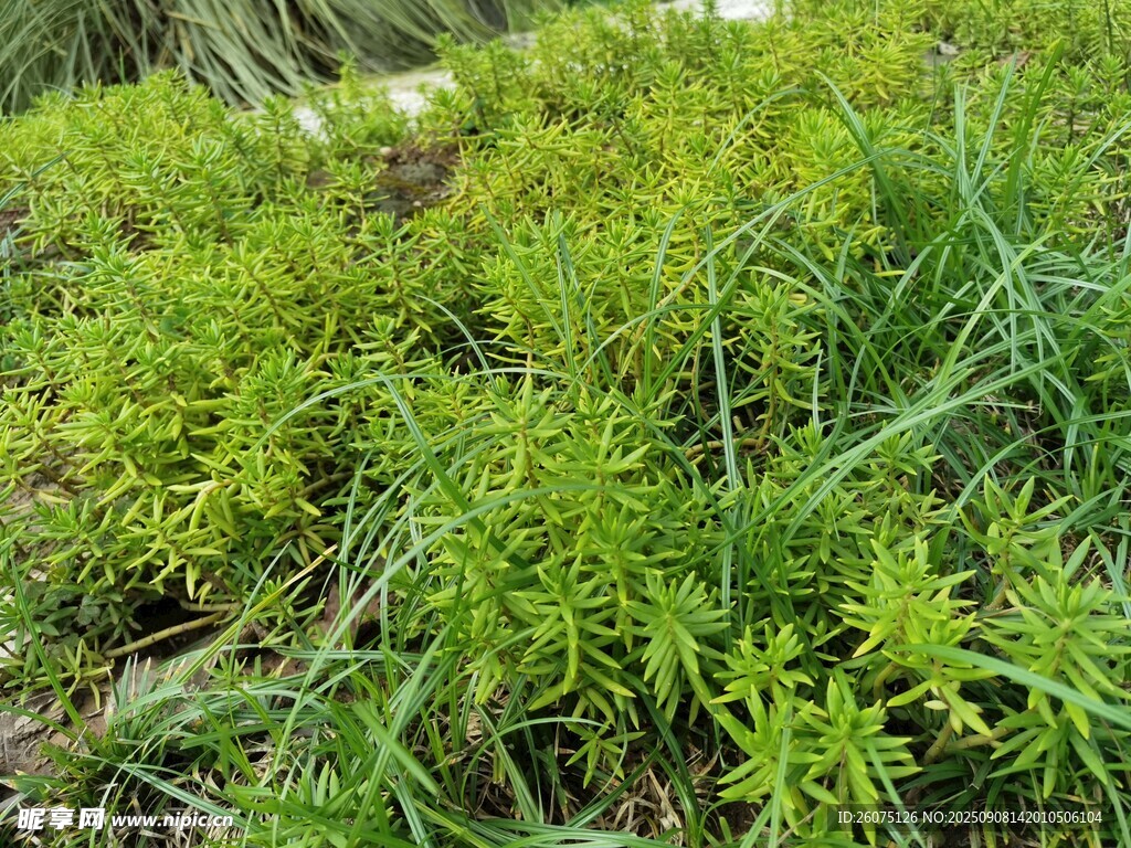 嫩绿丛生小草