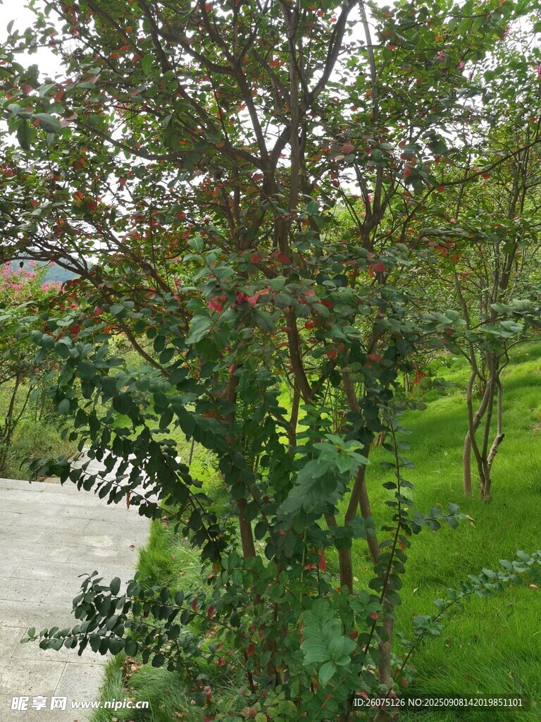 绿叶繁茂的户外树木景观
