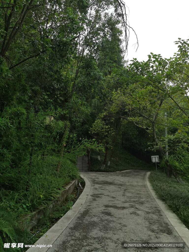 林间蜿蜒小径