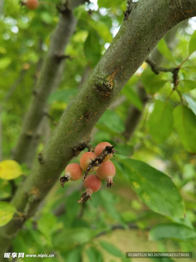 树枝上的多彩果实