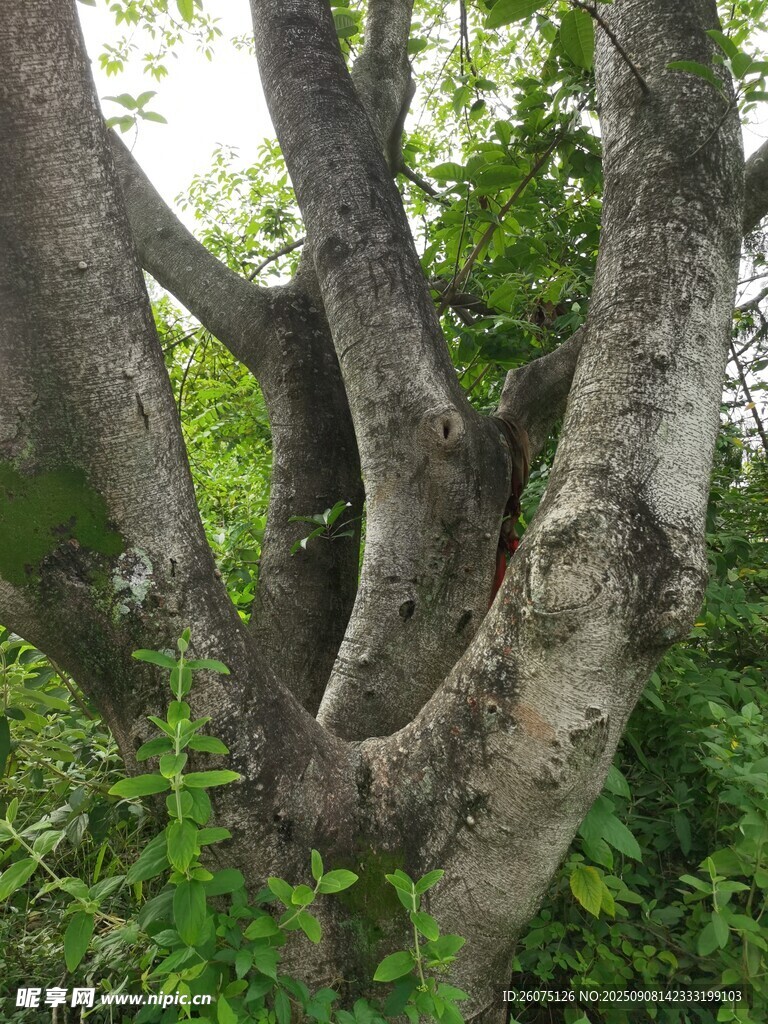 扭曲树干与繁茂绿植