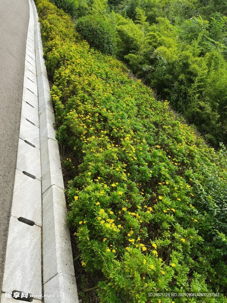 路边菊花丛与路沿景象