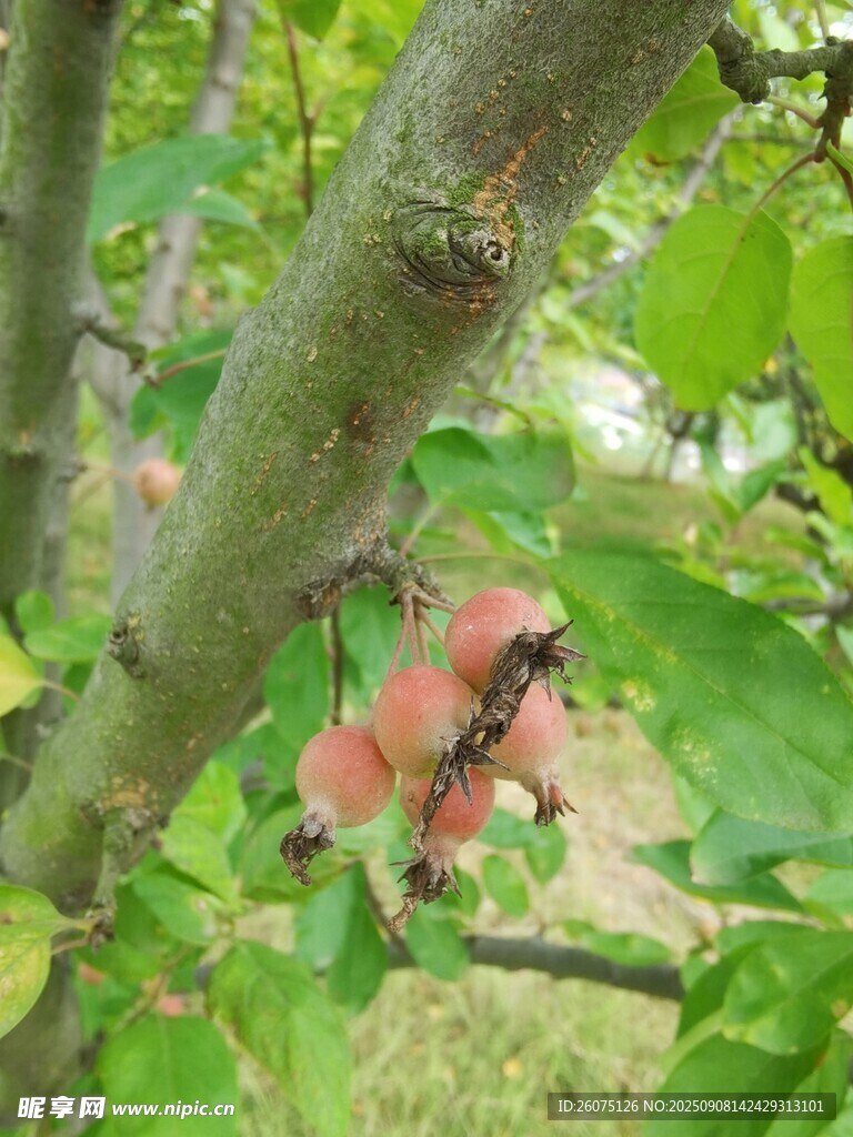 树枝上的红苹果