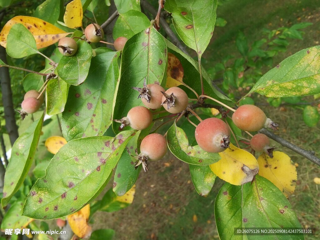 枝头挂果的多彩植物
