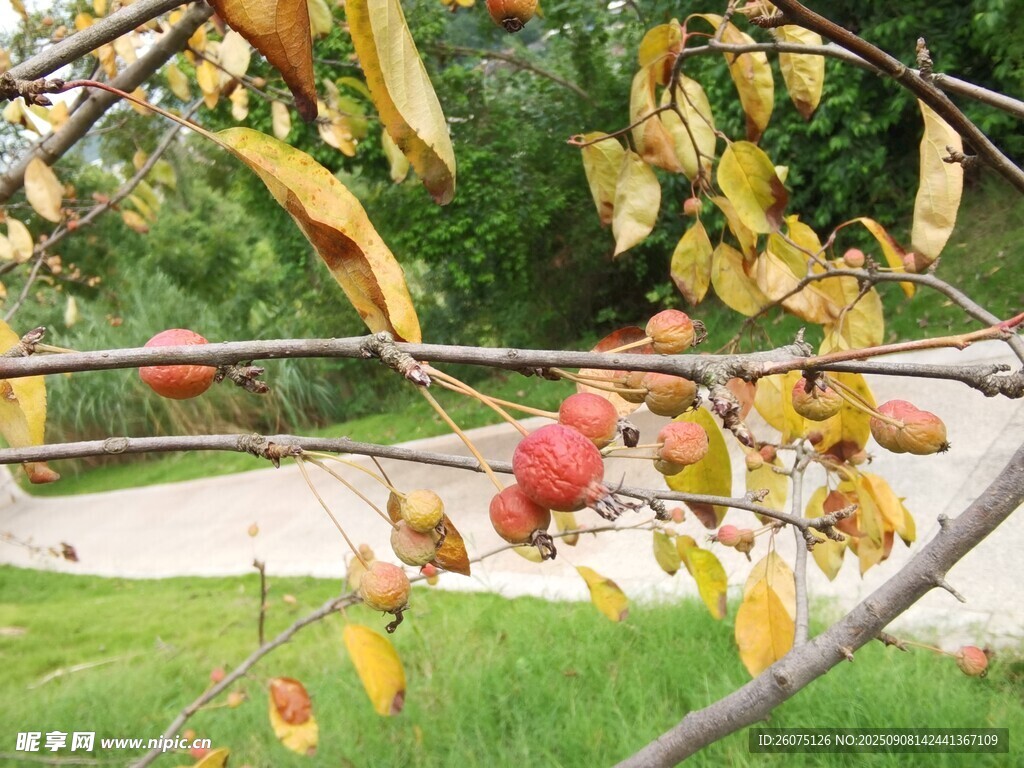 秋日枝头的红苹果