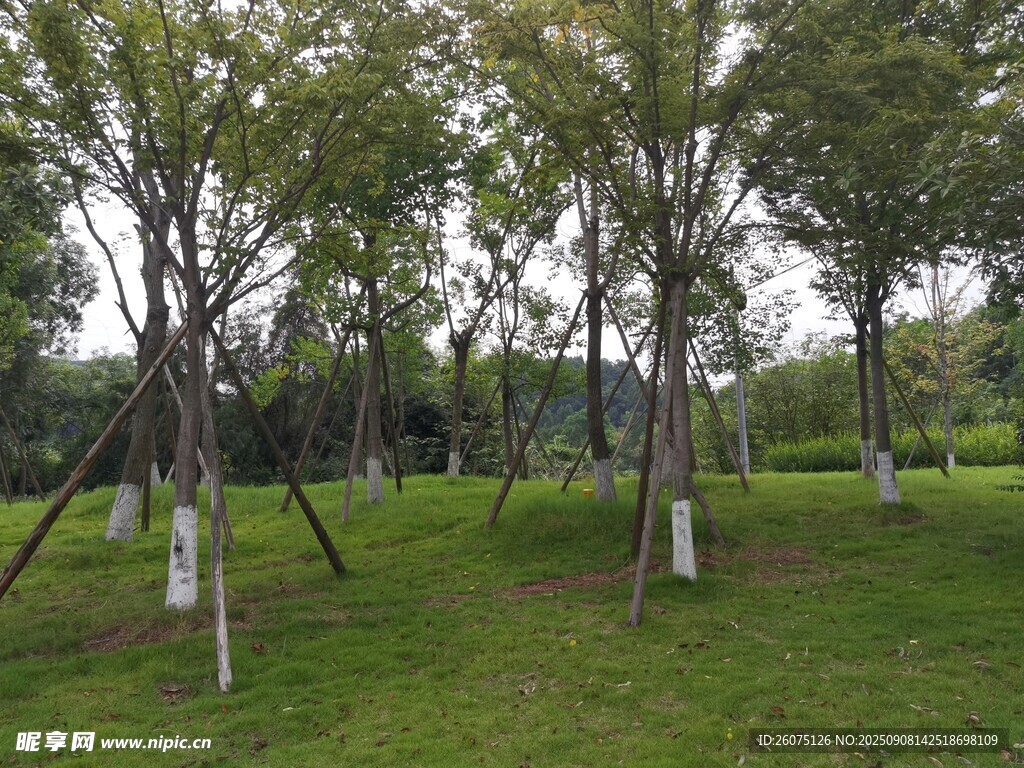 林间草地树木景观