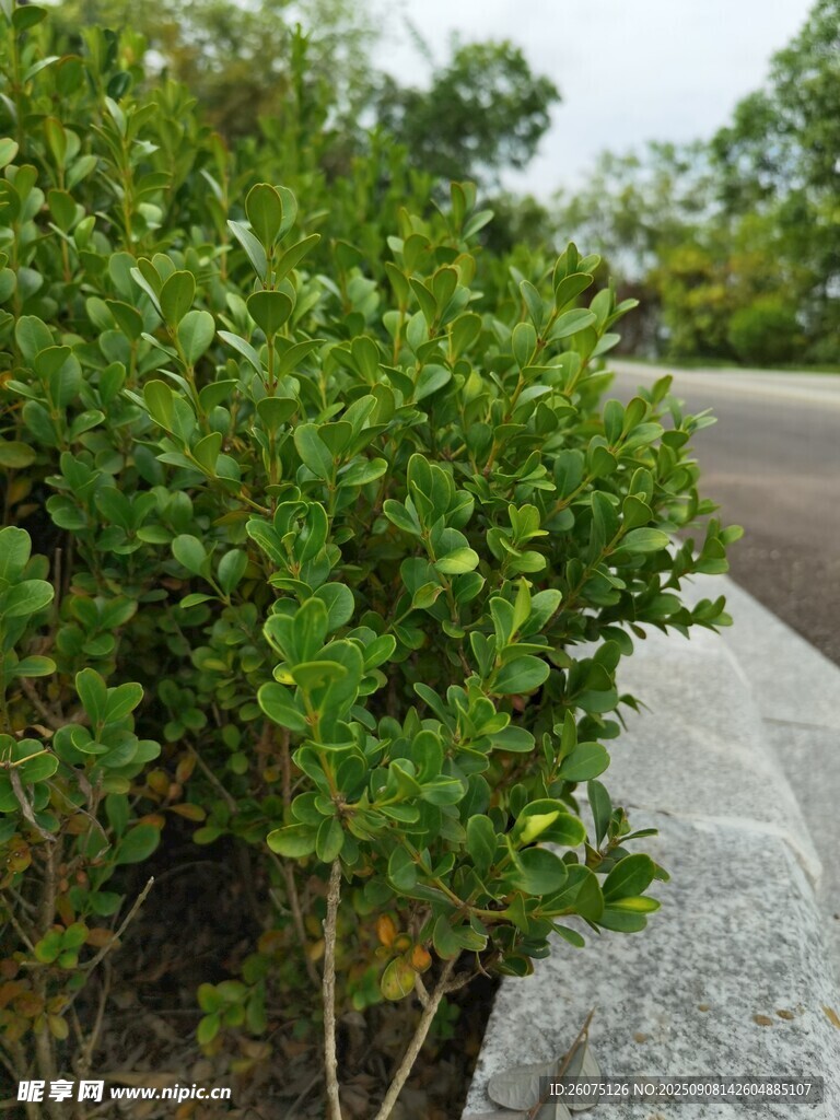 路边翠绿灌木丛