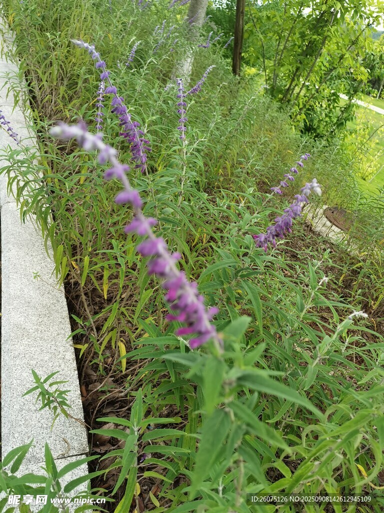 路边绽放的紫色穗状花卉