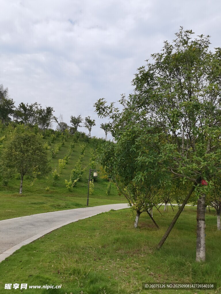 郊外绿意盎然的林间小道