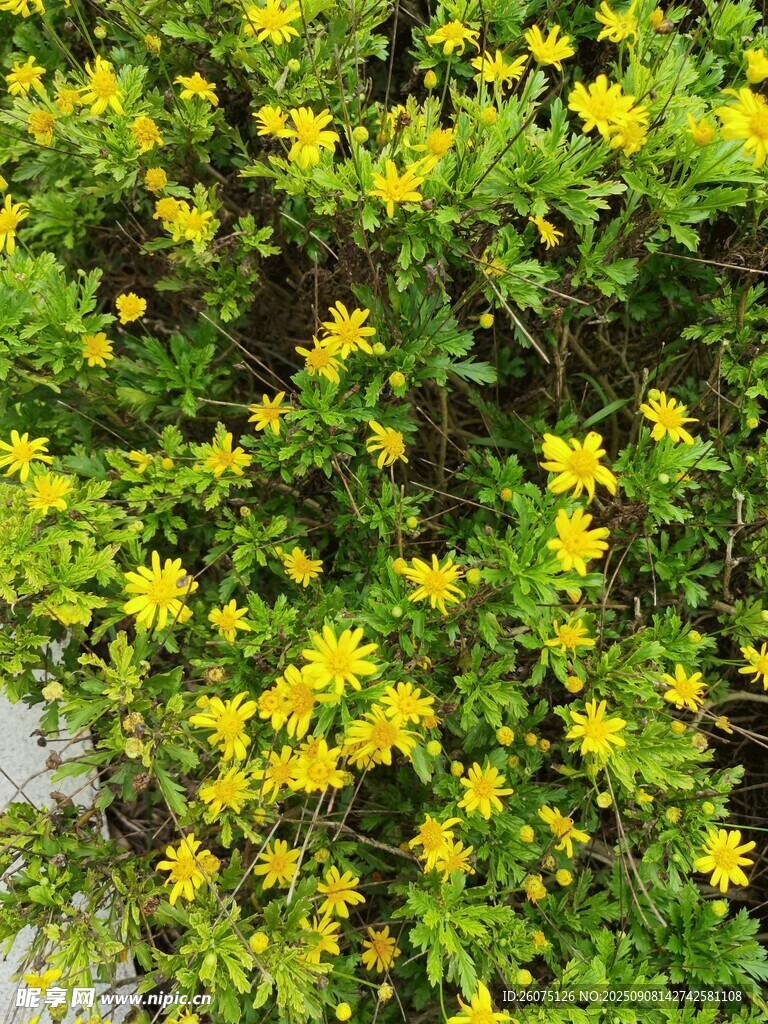 黄色小花簇拥的绿色植物
