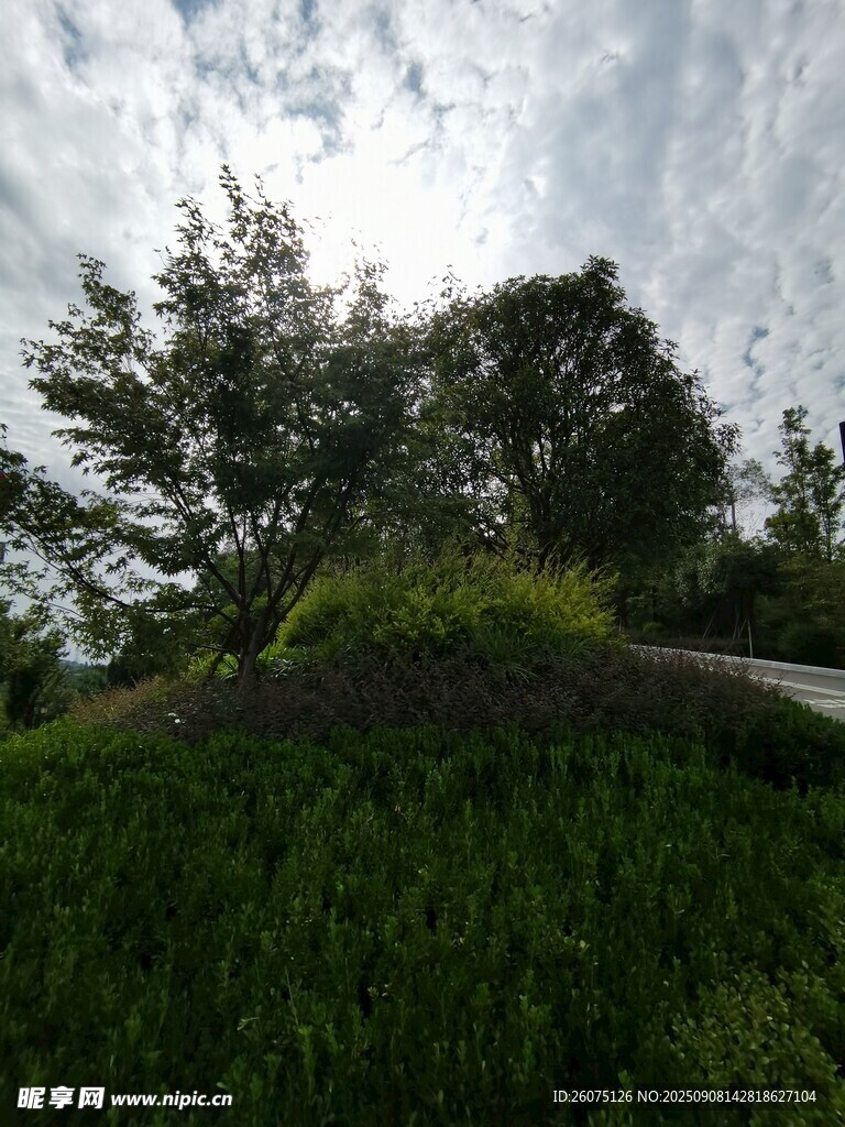 山林间的绿意景致