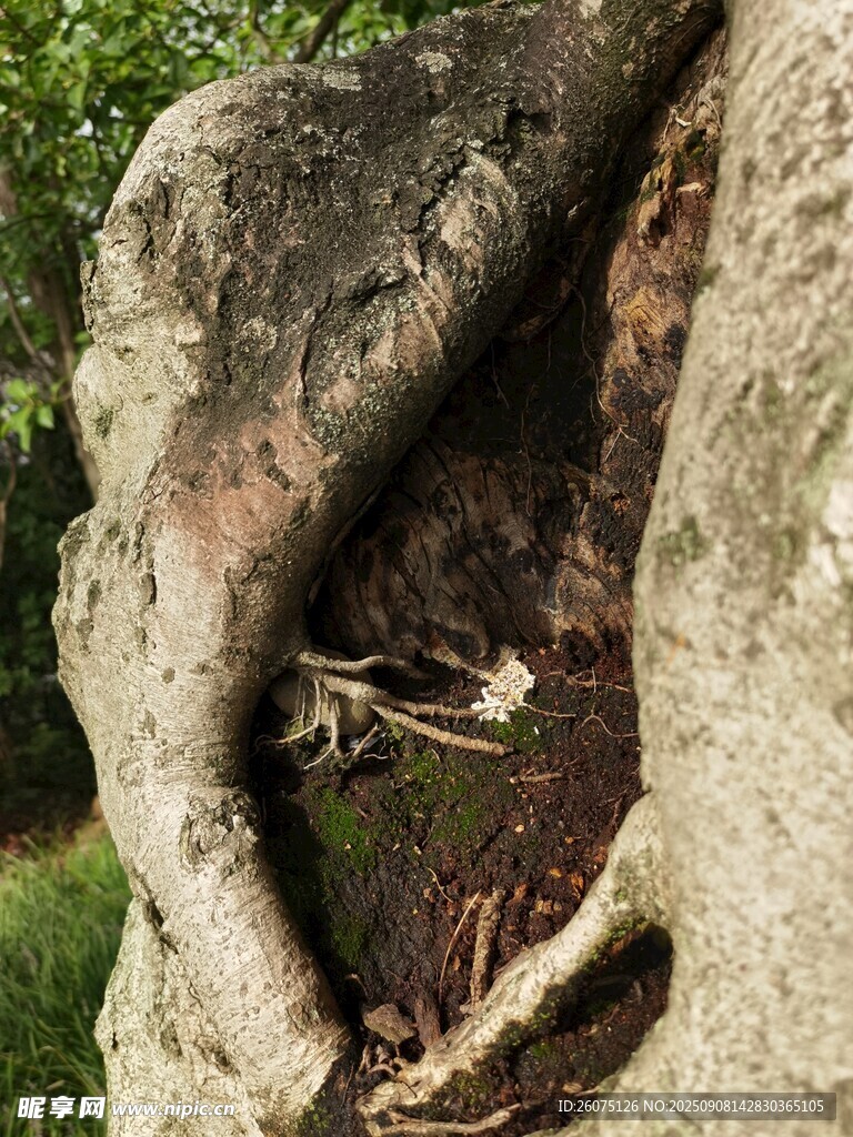 树洞中的自然景象
