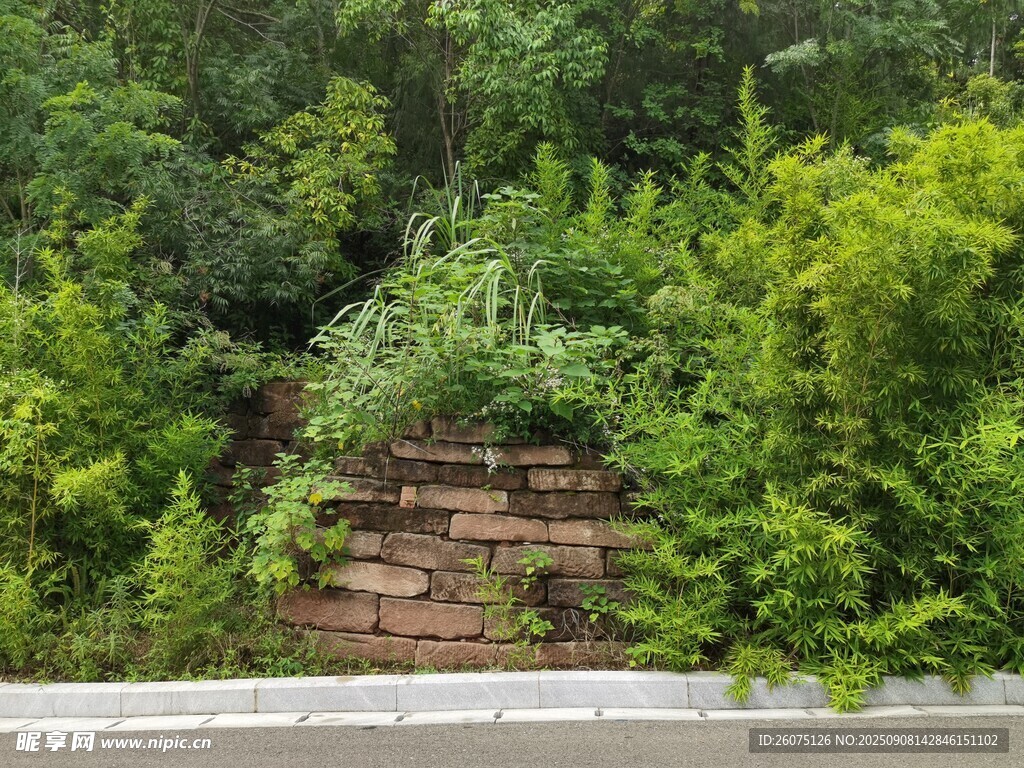 林间石堆绿意盎然的小径