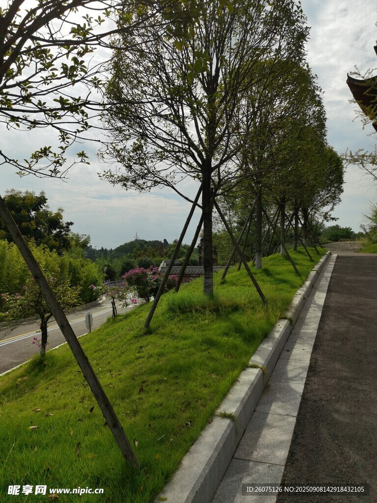 路边绿树成荫的清新景致