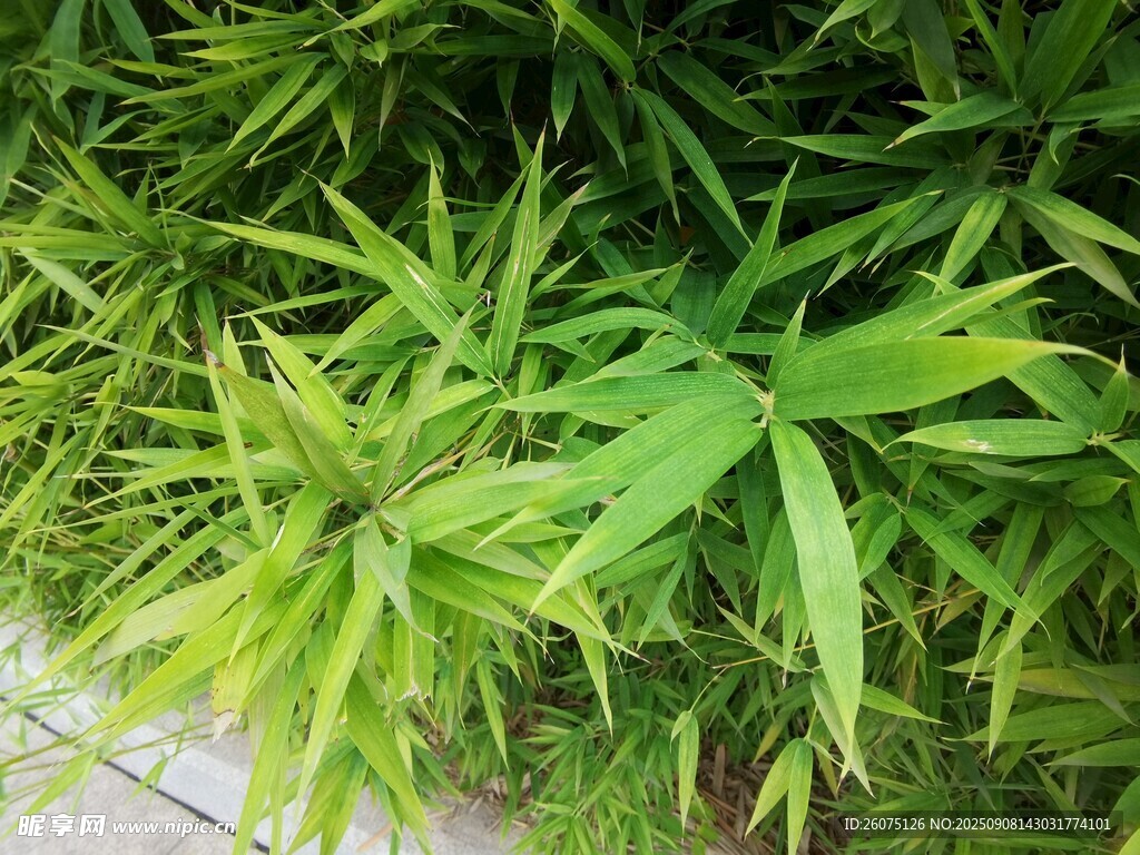翠绿竹叶展现自然生机