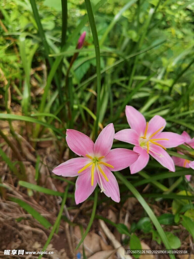草丛中的粉嫩风雨兰花