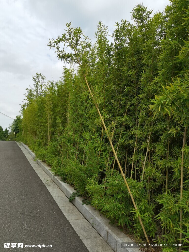 路边翠绿竹林风景