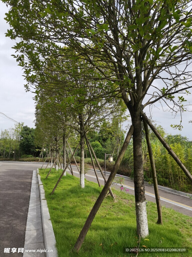 道路旁整齐的树木景观