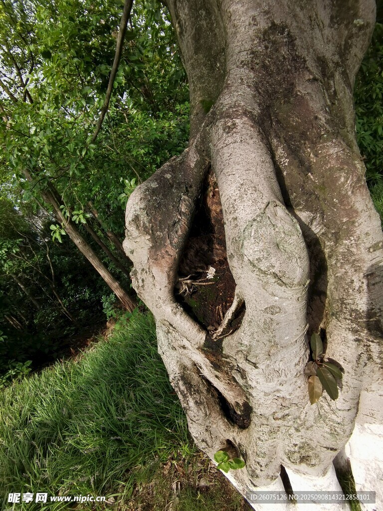 树干奇特树洞自然之景